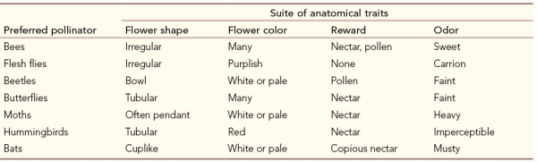 Refer to the tables below.The first shows the types of flowers preferred by various pollinators.The second shows the characteristics of three different flowers.Some flowers attract only one kind of pollinator; others have characteristics that attract more than one.     Flower C is most likely to attract A)  bats and beetles. B)  butterflies and moths. C)  moths and bats. D)  butterflies and bees. E)  bees and beetles.