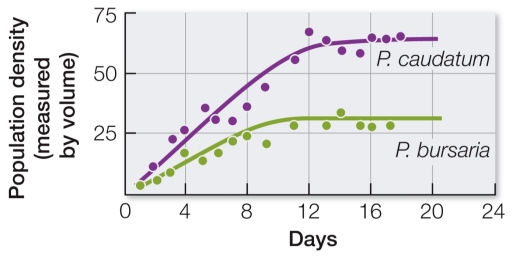 Refer to the figures showing results of laboratory experiments that grew two species of Paramecium together.     What types of competition are occurring in each of the two graphs?