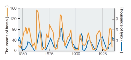 Refer to the graph below, showing population cycles of snowshoe hares and their predator, Canada lynx.Population numbers were collected when both populations were trapped for the fur trade.   In the study of snowshoe hares and Canada lynx, this predator-prey interaction showed tightly controlled population cycles of approximately 10 years.The hares' numbers peaked, followed by peaks in lynx numbers approximately 2 to 3 years later.Assuming a cause-and-effect relationship between the two species, if lynx were removed from the community, the hare population would likely A)  grow indefinitely without lynx to control its numbers. B)  grow exponentially at first but crash when it ran out of food. C)  grow exponentially at first but level off as hares adapted to the new condition. D)  continue to undergo cycles, with some other factor replacing lynx as a control. E)  show erratic population numbers, with no obvious cycles or other patterns.
