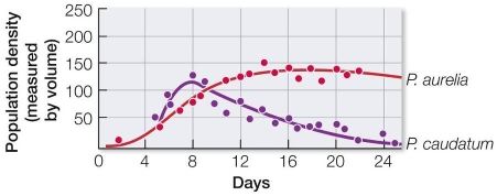 Refer to the graph below showing one of the results from G.F.Gause's classic competition experiment on three species of Paramecium.Both of these species, P.aurelia and P.caudatum, feed on floating bacteria.   Which statement best describes the relationship between the two species? A)  They are equal competitors. B)  They show competitive exclusion, with P. caudatum going extinct. C)  They show competitive exclusion, with P. aurelia going extinct. D)  They show competitive coexistence, with P. caudatum having greater efficiency. E)  They show competitive coexistence, with P. aurelia having greater efficiency.