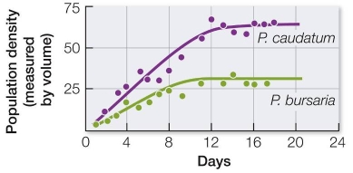 Refer to the graph below showing one of the results from G.F.Gause's classic competition experiment on three species of Paramecium.P.caudatum feeds on floating bacteria; P.bursaria feeds on yeast cells.   Which statement best describes the relationship between the two species? A)  They are showing competitive exclusion. B)  They are showing interference competition. C)  They have reached the same carrying capacity. D)  They are showing asymmetrical competition for food. E)  They are able to coexist because they are not competing for food.