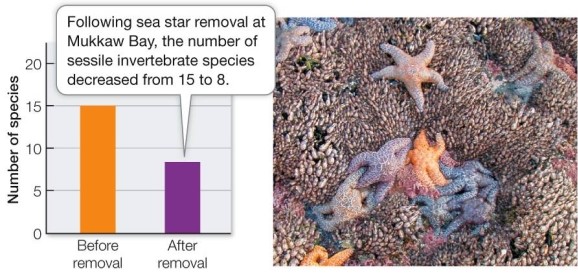 Refer to the graph below showing the result of sea star removal on community structure.   The graph suggests that the predatory sea star acts as a _______ species in this community.