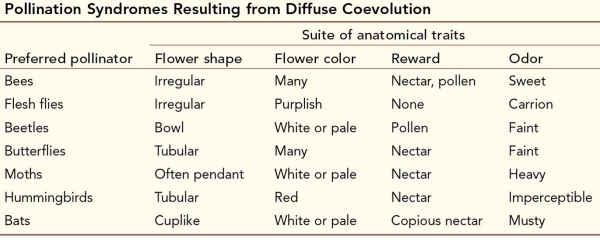 Refer to the table below.   Many flowers have characteristics that are attractive to more than one type of pollinator.Which of the flower types shown would be most likely to attract both beetles and butterflies as pollinators? A)  Medium-sized, pendant, white flowers with a heavy scent and abundant nectar B)  White, bowl-shaped flowers with a tubular base, a faint scent, and both nectar and pollen C)  Groups of irregular, purplish flowers with a sweet, minty scent and both nectar and pollen D)  Clusters of red, tube-shaped flowers with both nectar and pollen but no scent E)  Large, pale, yellow, cup-shaped flowers with a musty scent and abundant nectar