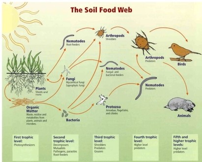 Refer to the figure, showing the soil food web.   Based on this food web, which organisms are members of the detritivore/decomposer level of the web? A)  Bacteria only B)  Bacteria and protozoa only C)  Bacteria and fungi only D)  Bacteria, fungi, and nematodes E)  Bacteria, protozoa, and nematodes