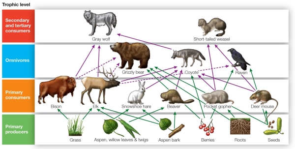 Refer to the diagram.   In this simplified food web, the gray wolf is classified under  secondary and tertiary consumers.  The wolf is a secondary consumer because it feeds on _______ and a tertiary consumer because it feeds on _______. A)  bison; coyote B)  bison; elk C)  coyote; bison D)  coyote; elk E)  elk; grizzly bear