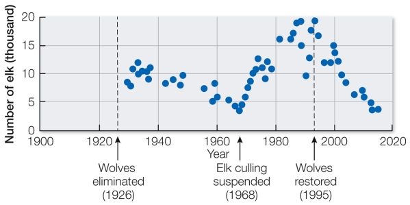 Refer to the graph, showing the interaction between the elk population and the presence or absence of wolves in Yellowstone National Park.   Elk culling (hunting by humans)  occurred until 1968.Based on this information, what factor had the most influence on the population of elk between 1926 and 1968? A)  Wolf predation B)  Culling by humans C)  Predation by both wolves and humans D)  Lack of predation E)  A factor other than predation
