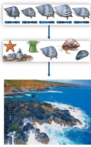 Refer to the figure, showing three aspects of biodiversity.Define each of these three aspects.Explain how they interact and how each is important for understanding community structure.  
