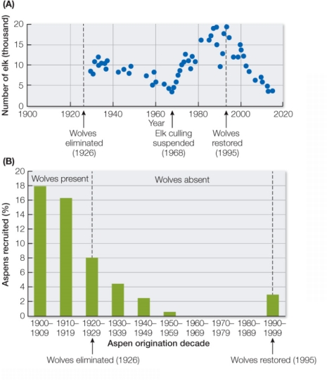 The graphs illustrate elk and aspen numbers over several decades in Yellowstone National Park.They show major human management actions (removal and return of wolves; hunting of elk).Given this information, describe how biotic factors affected the community structure of Yellowstone National Park during this century.List each biotic factor and its effect.  