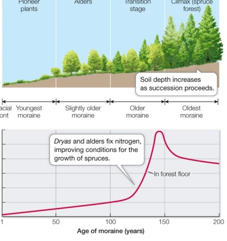 The figure shows 200 years of succession as glaciers recede in Glacier Bay, Alaska.In terms of succession, what is the significance of the climax (spruce forest) at the right of the top diagram? What can you infer about the nature of the climax forest, based on the graph?   