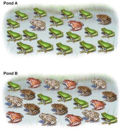 Refer to the figure.   Compare the samples of frogs in the two communities.Assume that frogs that appear different are separate species.Compared to pond A, pond B has A)  higher levels of species richness, evenness, and diversity. B)  higher levels of species richness and evenness, but lower diversity. C)  lower levels of species richness, evenness, and diversity. D)  higher levels of species evenness and diversity, but lower richness. E)  higher levels of species evenness and diversity, and equal richness.