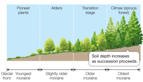 Refer to the diagram, showing changes occurring during succession as the glacier in Glacier Bay, Alaska, melted over the past 200 years.   The moraines, or gravel deposits exposed by the retreating glacier, increase in age of exposure from left to right.Which statement best describes how the vegetation changes during succession? A)  It increases in abundance but is less able to form new soil. B)  It becomes increasingly more abundant, diverse, and longer-lived. C)  It begins with great diversity and becomes less diverse over time. D)  Species at each age become increasingly less able to compete. E)  Species at earlier stages live longer than those at later stages.