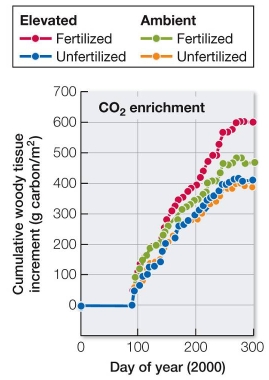 Refer to the graph.   In the FACE experiment in a North Carolina forest, the amount of tree growth (change in carbon biomass per square meter)  was measured under conditions of ambient CO<sub>2</sub> (270 ppm in 2000, when measurements were done)  and elevated CO<sub>2</sub> (550 ppm) .Half of both the ambient and elevated plots were given additional nitrogen (fertilized) ; the other half were not (unfertilized) .According to the results shown, what can be concluded about the effectiveness of elevated CO<sub>2</sub> on increasing rate of tree growth? A)  Elevated CO<sub>2</sub> increases tree growth in all cases. B)  Elevated CO<sub>2</sub> increases tree growth only when they are fertilized as well. C)  Elevated CO<sub>2</sub> has little effect on tree growth at any time. D)  Elevated CO<sub>2</sub> increases tree growth most when trees are unfertilized. E)  Tree growth is highest under ambient, not elevated, CO<sub>2</sub> levels.