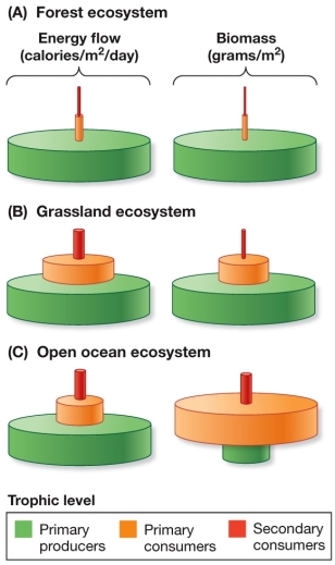 Refer to the figure.   Compare the forest with the grassland ecosystem in the diagram.What is the most likely reason the grassland ecosystem has comparatively higher energy flow and biomass, particularly at the second (primary consumer)  level? A)  Trophic efficiency of the forest is lower because of the large proportion of wood in the forest. B)  The large proportion of wood in the forest means less energy is available to higher levels, but trophic efficiency is not affected. C)  Trophic efficiency of the forest is higher because of the large proportion of wood in the forest. D)  Grasslands have smaller plants and thus are less able to transfer energy efficiently. E)  Forest trees process energy faster, but they have to develop wood, so they cannot produce biomass as quickly.
