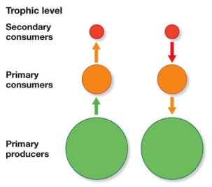 <strong>Refer to the figure. In an ecosystem, nutrients are highly limiting and prevent NPP from increasing above a certain level.This represents which type of control of energy flow?</strong> A) Top-down control, shown at left B) Top-down control, shown at right C) Bottom-up control, shown at left D) Bottom-up control, shown at right E) Either top-down or bottom-up, depending on the ecosystem