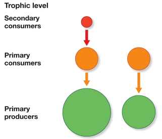 Refer to the figure.   How would the NPP of a three-level food web (left)  compare with that of a two-level web (right)  and why? A)  The three-level web would have a higher NPP because the extra level requires more primary producers. B)  The three-level web would have a higher NPP because the top level controls the middle level, enabling greater production at the primary producer level. C)  The three-level web would have a lower NPP because it is longer and more consumption takes place. D)  The three-level web would have a lower NPP because it takes more energy to maintain three levels than to maintain two. E)  The two- and three-level webs would have approximately the same NPP because length of the food web does not affect NPP.