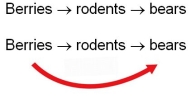 <strong>In forest ecosystems, bears often eat a varied diet.Two food chains in which they may participate are: If bears eat only rodents, they are secondary consumers.If they eat both rodents and berries, they are omnivores.How will ecosystem NPP change if bears act as omnivores rather than secondary consumers?</strong> A) NPP will not change; the ecosystem needs a certain amount of primary production and will produce it. B) NPP will increase; the ecosystem will produce enough berry bushes to feed both bears and rodents. C) NPP will increase; bears control the populations of both rodents and berry bushes, resulting in higher NPP. D) NPP will decrease; rodents control berry bushes, but bears cannot control rodent populations because rodents are too numerous. E) NPP will decrease; bears benefit berry bushes by controlling rodents, but they also eat berries, which decreases NPP.
