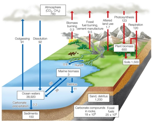 <strong>Refer to the figure. A major difference between carbon cycling on land and at sea is that on land</strong> A) most of the carbon flux is due to human activity. B) most of the carbon flux is ultimately stored in soils. C) there is very little storage of carbon, compared with oceans. D) all carbon participates in cycles, while little participates at sea. E) the flux of carbon between air and land is less balanced than at sea.