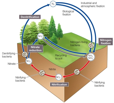 Refer to the figure.   Based on the diagram, the process most responsible for returning nitrogen to the atmosphere as a gas is A)  bacterial nitrogen fixation. B)  nitrification. C)  nitrate reduction. D)  denitrification. E)  industrial nitrogen fixation.