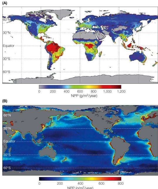 Refer to the figure.   Briefly describe and explain the latitudinal differences in NPP values between land and ocean, as shown on the two maps.