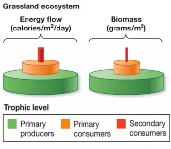 Refer to the figure.   Using the graphic as a basis, explain the loss of energy at each trophic level in the grassland ecosystem.What causes the loss, and what happens to the energy?
