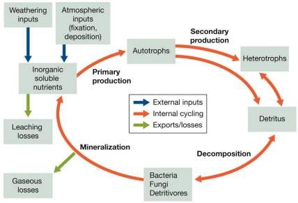 Refer to the figure.   Using this generalized diagram of a nutrient (biogeochemical) cycle, explain the importance of detritus and detritivores in the movement of nutrients through the system.Include the concepts of pools and fluxes.