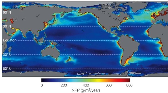 Refer to the map.   Based on the map, what is the best conclusion that can be drawn regarding levels of NPP in the world oceans? A)  Levels of NPP are equally low throughout the oceans. B)  Levels of NPP are equally high throughout the oceans. C)  Open ocean NPP levels are low; those around coasts are much higher. D)  Open ocean NPP levels are high; those around coasts are much lower. E)  Levels of NPP are highest in the tropics and lowest at high latitudes.