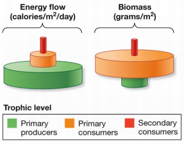 Refer to the figure.   What ecosystem do these diagrams represent, and why is the biomass pyramid inverted (with a smaller biomass of primary producers than of primary consumers) ? A)  Open ocean; phytoplankton reproduce very rapidly and support many primary consumers. B)  Open ocean; individual phytoplankton contain much more energy than other producers. C)  Forest; most primary production is tied up in trees and is not counted as biomass. D)  Forest; energy flow in forests is more important than biomass. E)  Grassland; the turnover of grasses is very rapid, so they support many primary consumers.