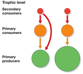 Refer to figure.   The diagram represents top-down control of two food webs with three trophic levels.The food web represented on the left includes omnivores, and the one on the right does not.Which effect of omnivores most directly results in the decreased size of the primary producer level shown on the left? A)  Competing with other omnivores B)  Competing with primary producers C)  Feeding on primary consumers D)  Feeding on primary producers E)  Preying on top carnivores