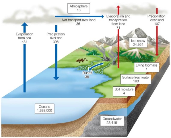 Refer to the figure.   Based on the diagram, which component or components account for the largest pools and fluxes in the hydrologic cycle? (Boxes represent pools, and arrows represent fluxes.)  A)  The largest pools and fluxes are both associated with living biomass. B)  The largest pools and fluxes are both associated with ice and snow. C)  The largest pool is the ocean; the largest fluxes occur between the oceans and atmosphere. D)  The largest pool is the ocean; the largest fluxes occur between the oceans and living biomass. E)  The largest pool is the atmosphere; the largest fluxes occur between atmosphere and land.