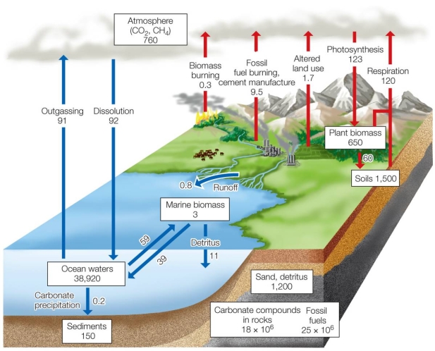 In the diagram, boxes represent pools, and arrows represent fluxes.   Based on the diagram, most of the world's carbon is stored in which pools? A)  Ocean waters B)  Rocks and fossil fuels C)  Atmosphere D)  Soils E)  Sand and detritus