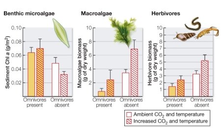 Refer to the figure.   Due to rising atmospheric CO<sub>2</sub> levels, ocean temperatures are increasing and CO<sub>2</sub> dissolving in oceans is causing increased acidification.Omnivores (crustaceans and snails)  in an estuarine food web in Sweden feed on herbivores, macroalgae, and microalgae.Herbivores feed on microalgae, which compete with macroalgae for light.Christian Alsterberg and colleagues analyzed how these three groups reacted to ocean warming and acidification, with and without the presence of omnivores.According to the graphs, which group(s)  show(s)  a significant increase when CO<sub>2</sub> and temperature are increased and omnivores are removed? A)  Benthic microalgae only B)  Macroalgae only C)  Herbivores only D)  Benthic microalgae and macroalgae E)  Macroalgae and herbivores