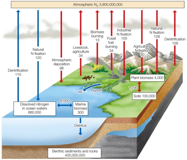 Refer to the figure.   According to the figure, how does the amount of nitrogen entering the atmosphere from human activities compare with the amount entering from land-based natural sources? (All values are in units of 10<sup>12</sup> grams.)  A)  Human: 81, natural: 158 B)  Human: 81, natural: 268 C)  Human: 100, natural: 128 D)  Human: 130, natural: 128 E)  Human: 130, natural: 228