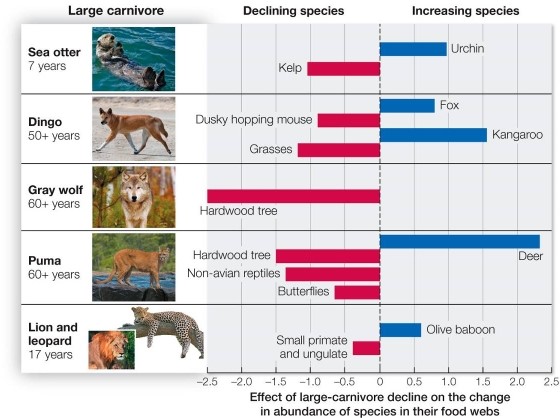 <strong>Refer to the figure. The diagram shows the effects of large carnivore declines on other species in their food webs.Blue bars represent direct effects of carnivore declines, and red bars represent indirect effects.The data suggest that species such as deer increased when the carnivore left, and then caused the secondary decline of other species, such as hardwood trees.This means that the large carnivore served as a(n)</strong> A) heterotroph, with a minor role in the ecosystem. B) ecosystem engineer, which physically modifies the environment. C) top predator, which maintains a trophic cascade, affecting lower trophic levels. D) foundation species, which builds habitat for other species. E) autotroph, which provides food for the rest of the food web.
