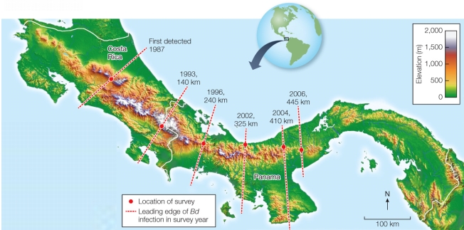 Refer to the figure.   The map shows the movement of the fungal pathogen Batrachochytrium dendrobatidis, or Bd, through the countries of Costa Rica and Panama between 1987 and 2006.According to the map, which is the best description of the movement of Bd during this time? A)  It moved steadily from Panama into Costa Rica. B)  It moved to increasingly higher elevations in both countries. C)  It showed an erratic pattern of movement. D)  It moved gradually from a starting point in Costa Rica. E)  It emerged from more and more regions.