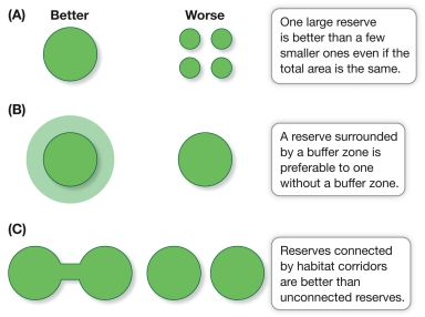 Refer to the figure.    The figure illustrates three ecological principles considered in the establishment of protected areas.Briefly explain why the characteristics in the  better  column (larger reserves, buffer zones, and habitat corridors) are considered superior to their opposites in terms of supporting viable populations and ecosystem services.