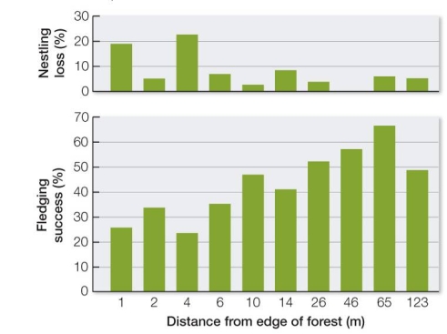Refer to the graphs.   According to the graphs, the fledging success of a nesting forest bird will be less than 50 percent unless the bird is at least _______ meters from the forest edge. A)  10 B)  14 C)  26 D)  46 E)  65