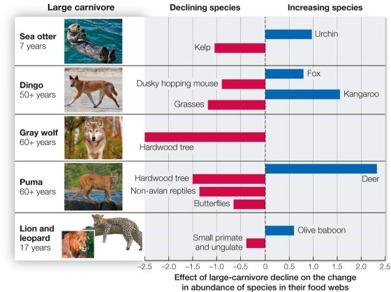Refer to the figure.   Based on information in the figure, the best conclusion that can be drawn about the effect of removing a top predator from an ecosystem is that the removal will cause A)  more species to decline than to increase. B)  more species to increase than to decline. C)  changes in food web structure that vary with the ecosystem. D)  greater changes to food webs where the predator has been gone longer. E)  food web changes that always involve primary producers.