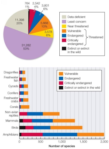 Refer to the graphs.   Based on the graphs, which conclusion can reasonably be drawn about future extinctions? A)  Extinctions are a minor concern; only 1 percent of species have gone extinct, and more than half of all organisms are classified as of  least concern.  B)  Future extinctions are highly likely because 20 percent of assessed species are threatened-perhaps more, as data are deficient for another 20 percent. C)  No conclusions can be made, because the graph only covers a small percentage of existing species and data are deficient for many. D)  Only vertebrates are in danger of extinction; very few invertebrates or plants are threatened. E)  Only amphibians have enough threatened species to warrant concern about future extinctions.