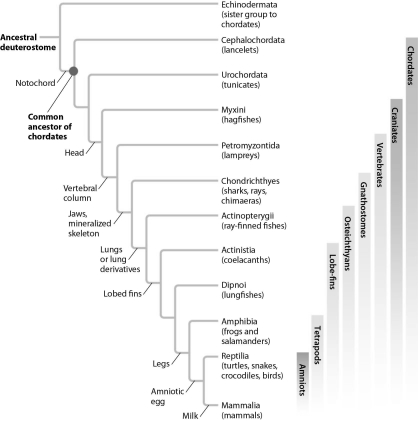 Organisms are constantly evolving and phylogenetic relationships can be reevaluated.Refer to the phylogenetic tree to answer the following questions.    -How might you explain the fact that the common ancestor of snakes had legs?