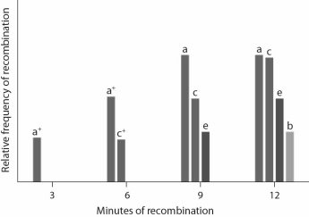 This graph shows the results of plating the cultures of each blender.What is the correct order of the genes on this chromosome?   A) a b c d e B) a c e b d C) b e c a (d is unknown)  D) d a c e b E) b e c a d