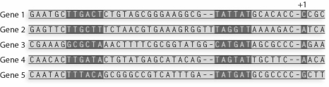 What is the consensus sequence for the Pribnow box from these sequences?   A) TTGATA B) TATGAT C) TATTAT D) ACCA E) TAGTAT