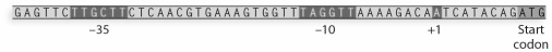 In the following prokaryotic DNA sequence,label the highlighted regions.     Using the prokaryotic DNA sequence above,describe the relationship between the highlighted regions and how mutations in each region may affect gene expression.