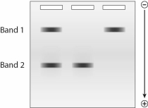 Given the following gel,whichDNAfragment has a lower electrophoretic mobility?   