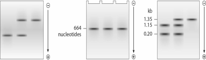 Which of the following images represents the expected results of a DNA gel for three individuals with different genotypeshomozygous dominant,heterozygote,and homozygous recessive?   