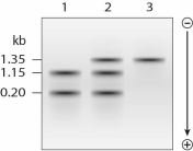 Based only on this Southern blot and with no knowledge of which of the β-globin SNPs you are looking at,which lane(s)might represent(s)a heterozygous individual?   