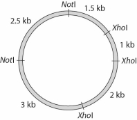 Given the following plasmid,what are the sizes of the fragments you would expect from a NotI digest?   