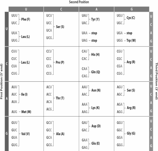 <strong>  Because of redundancy in the genetic code,some amino acids can have more than one possible codon.Use the table above and select which of the answer choices is a possibility for the following amino acid sequence: valine,glycine,glycine,cysteine,tyrosine</strong> A)GUU GGC GGA UGA UAG B)GUA GGG GGG UGU UAC C)GUG GGG GGA UAC UAC D)GUA GGG GGC UGU UAC E)GAU GGC GGC UGU UAU <div style=padding-top: 35px> 
