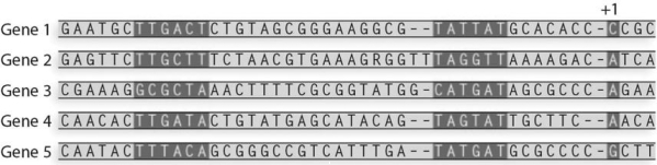What is the consensus sequence for the Pribnow box from these sequences?   A)  TATGAT B)  TATTAT C)  TAGTAT D)  ACCA E)  TTGATA