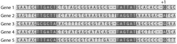 What is the - 35 consensus sequence for the following sequences?   A)  ACAA B)  TTGATA C)  TATGAT D)  TATTAT E)  TAGTAT