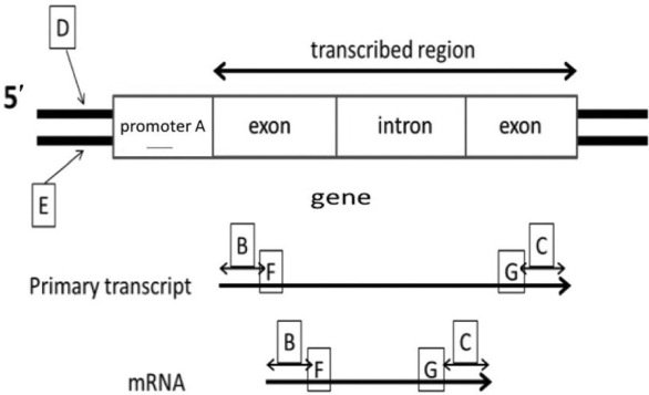 If transcription of this gene occurs from left to right in the accompanying diagram, which DNA strand is the CODING (non- template)  strand?   A)  impossible to determine B)  B C)  C D)  D E)  E